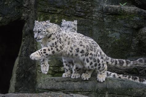 Snow Leopard Wild Predator Big Free Photo On Pixabay Pixabay