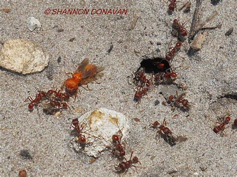 Florida Harvester Ants And Queen Pogonomyrmex Badius Bugguidenet