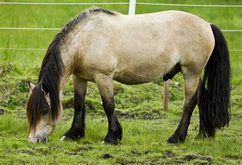 dole gudbrandsdal horse breed information history  pictures
