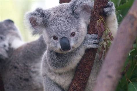 Koala Quiz Test Yourself A Z Animals