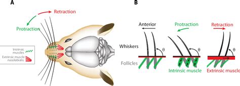 Figure 1 From Hox Genes And Tonotopic Organization Of Auditory