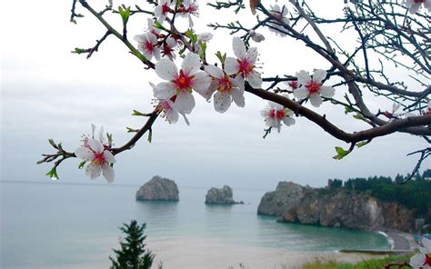 Ocean Sea Drops Flowers Trees Blossom Blossoms Wallpapers Hd