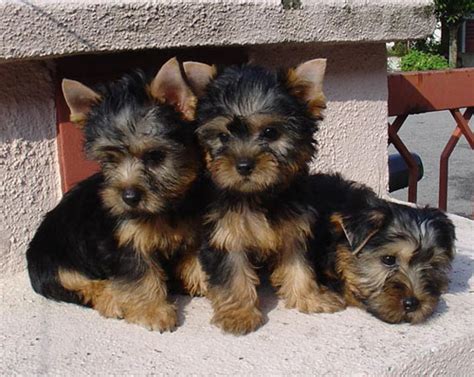There are 0 available australian terriers for adoption in michigan. Malaysia Dog and Puppy Portal: Commercial: Dog & Puppies ...