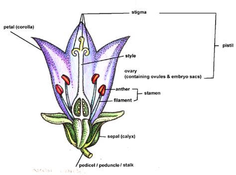 Botanical Illustration Tips On Painting Composite Flowers Lizzie Harper