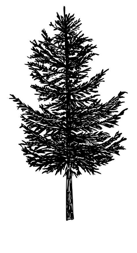 Clip Art Black Pine Tree Openclipart Black Pine Tree Png Download