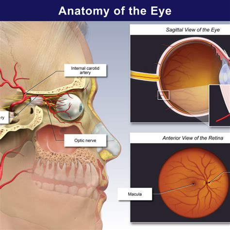Anatomy Of The Eye Trialexhibits Inc