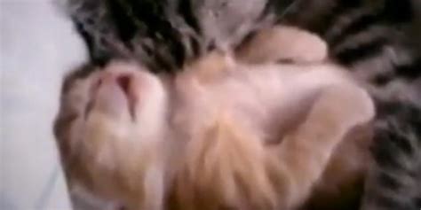 Cat Mom Hugs Baby Kitten Video EBaum S World