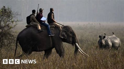 The Tragic Lives Of India S Mistreated Captive Elephants