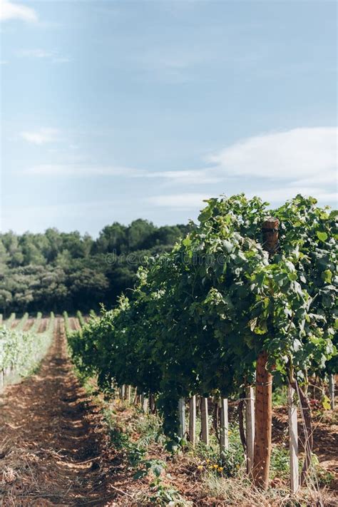 Vineyard Field In The Southern France Stock Photo Image Of