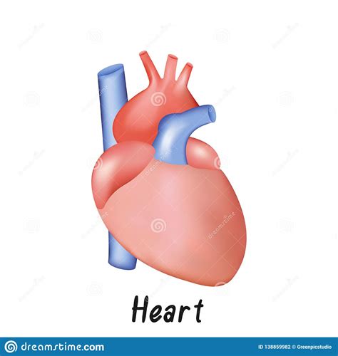 Human Body Heart Organred Heartwhite Background Royalty Free Stock
