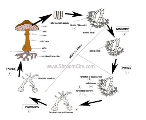 Mushroom Life Cycle Explained Antonina Hilton