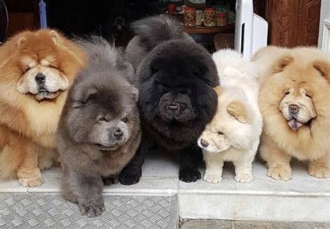 14 Things You Have To Know About The Chow Chow In 2020 Fluffy Dogs