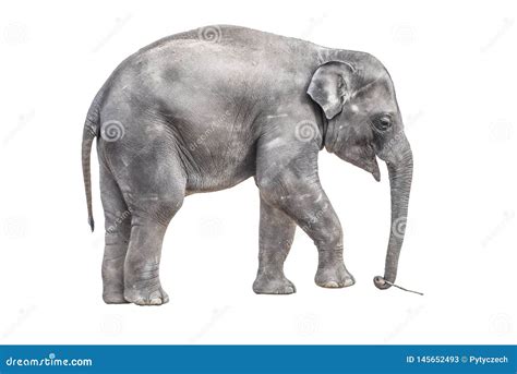 Young Baby Elephant Playing With Small Wooden Stick In The Trunk