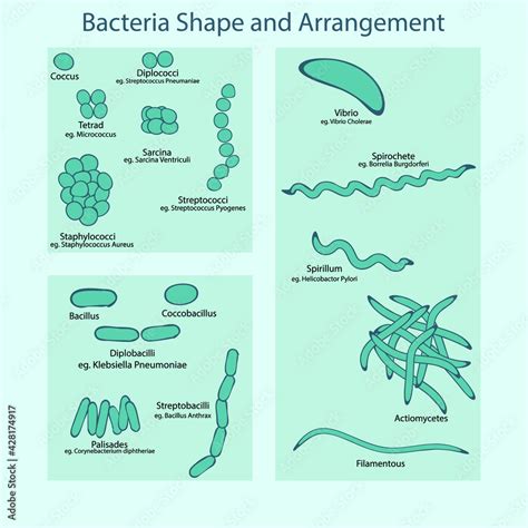 Diagram Of Bacteria Shapes And Arrangement Educational Poster Of