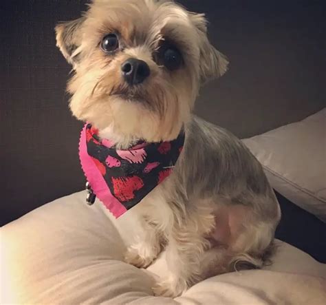 20 Best Morkie Haircuts For Dog Lovers The Paws