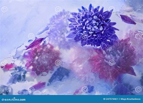 Blue Pink And Purple Chrysanthemum In Raindrops Stock Image Image Of
