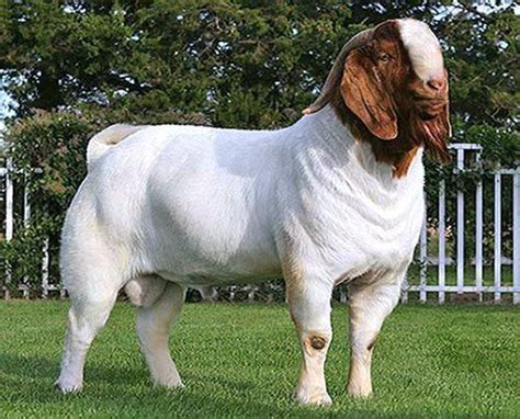 Female Boer Goats For Sale Near Me Lacy Aragon