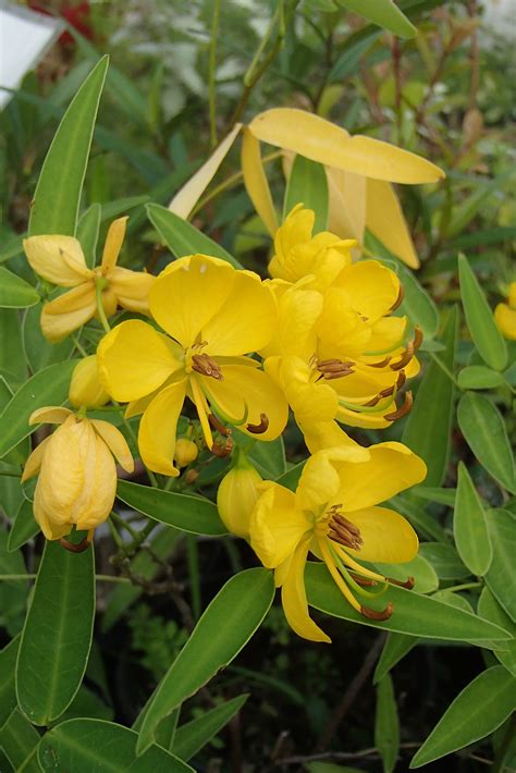 Cassia angustifolia vahl), folium and fructus. Senna alexandrina, a tender shrub from Egypt ...