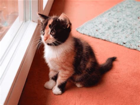 Calico Kittens Everything You Need To Know The Dog People By