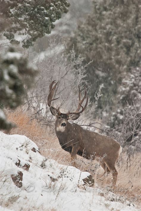 Mule Deer Buck In Snow D Robert Franz Photography