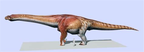 La scoperta è avvenuta nella patagonia argentina e secondo i ricercatori del museo 'egidio feruglio' di trelew che hanno condotto lo scavo. Scoperto in Patagonia il più grande dinosauro mai esistito ...