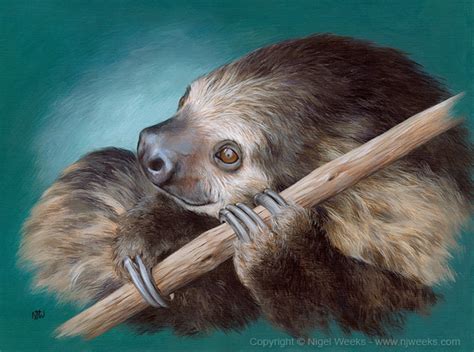 Sloth By Crynyd On Deviantart