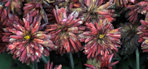 Licensed under the pexels license. Mum,mums,purple,flower,flowers - free image from needpix.com