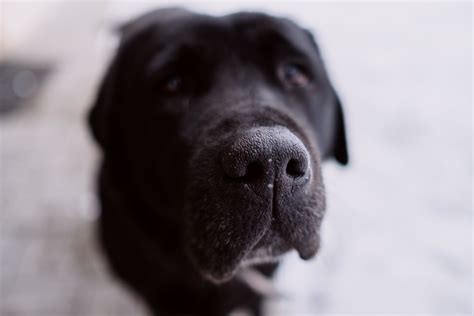 Free Images Mammal Vertebrate Dog Breed Canidae Labrador