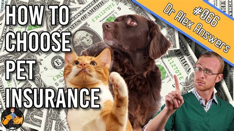 6 Steps To Choosing The Best Pet Insurance For Your Dog Cat Dog