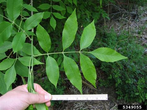 How Can You Identify An Ash Tree Leaves And Buds Are Located Directly