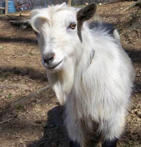 Goat Breeds Hubpages