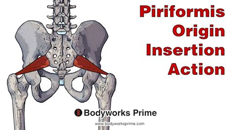 Piriformis Anatomy Origin Insertion And Action Youtube