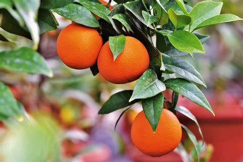 Maybe you would like to learn more about one of these? Fruit Trees 101 - Plants for All Seasons | Since 1973