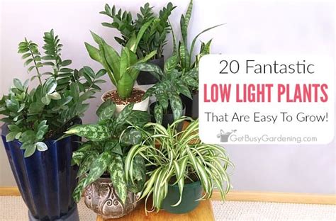 20 Fantastic Low Light Indoor Plants To Grow Get Busy