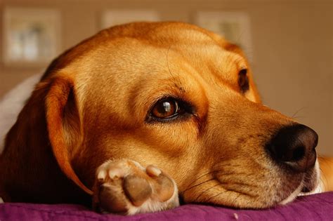 Hund Beagle Blick Kostenloses Foto Auf Pixabay