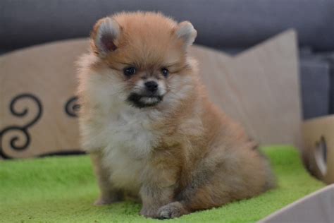 Pomeranian Puppies For Sale North Miami Beach Fl 276406