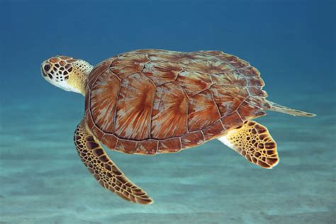They hope the best for everyone… even those that hurt them. When did turtles get their shells? Find out. | Earth ...