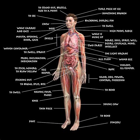 Human Body Diagrams For Wound Care