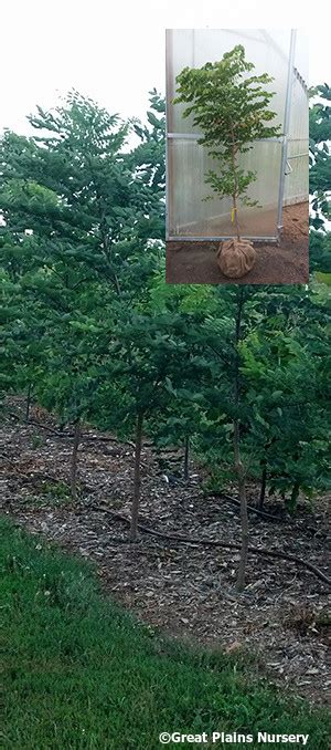 Nebraska Tree Nursery Highest Quality Trees And Shrubs