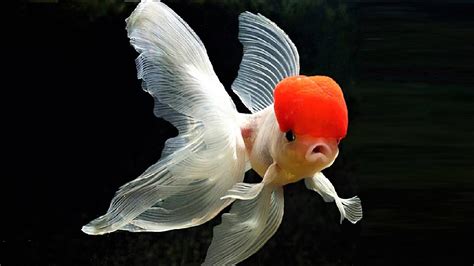 10 Most Beautiful Goldfish Species In The World Youtube