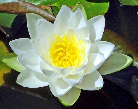 Water Lily Photograph By Ellen Holmes