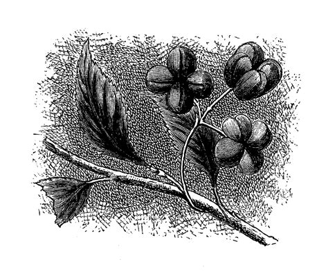 Digital Stamp Design Digital Botanical Art Wildflower Download Spindle