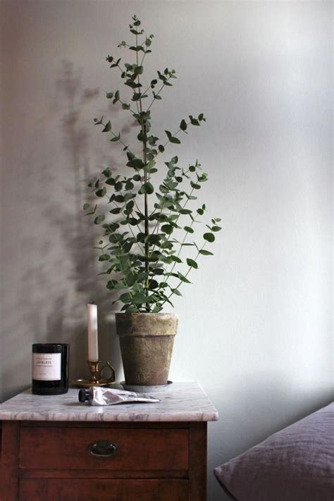 Best Plants For Privacy In Pots - Instant Screening Plants