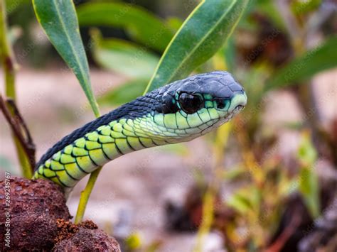 Boomslang Dispholidus Typus Snake From Africa Stock Photo Adobe Stock