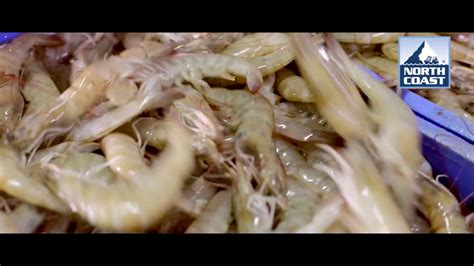 The Story Of Naked Shrimp The Best Frozen Shrimp North Coast Seafoods Youtube