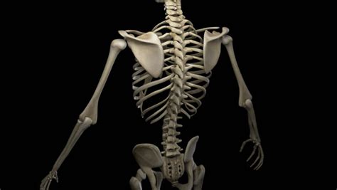 Human Skeleton Model Rotate Stock Footage Video 5871122 Shutterstock