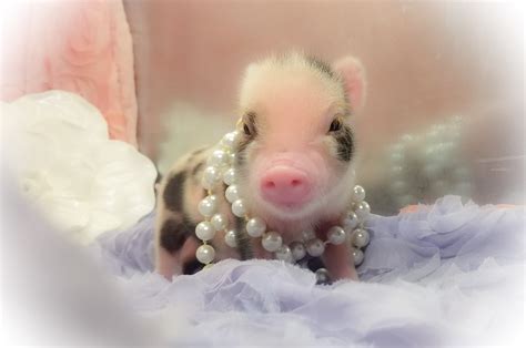 Teacup Pet Mini Pigs Also Known As Micro Piglets