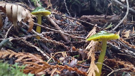 What Are These Green Mushrooms I Found On Vancouver Island Rmycology