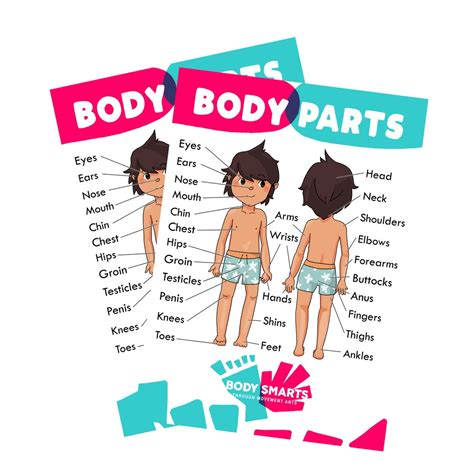 Body Parts Anatomy Sex Ed Private Parts Poster Etsy Australia