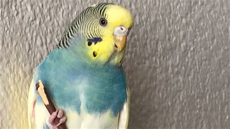 Happy Budgies Parrot Sound Playing Chirping Talking For Lonely Birds